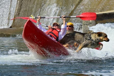 Dog joyfully jumping into the water while two adults kayak, showing a perfect dog-friendly route