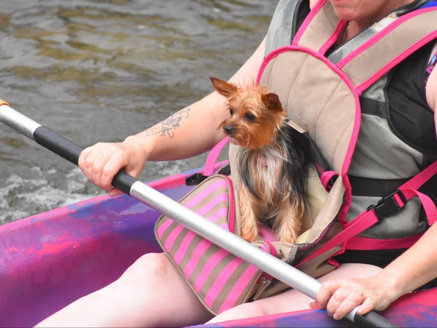 Small dog safely secured in a special carrier bag, ready for kayaking adventure