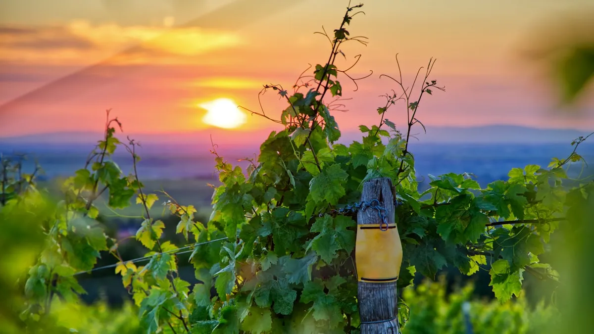 Vineyard with mountain views