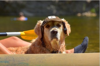 Adventure-ready dog wearing a hat, prepared for kayaking on the Ardèche river
